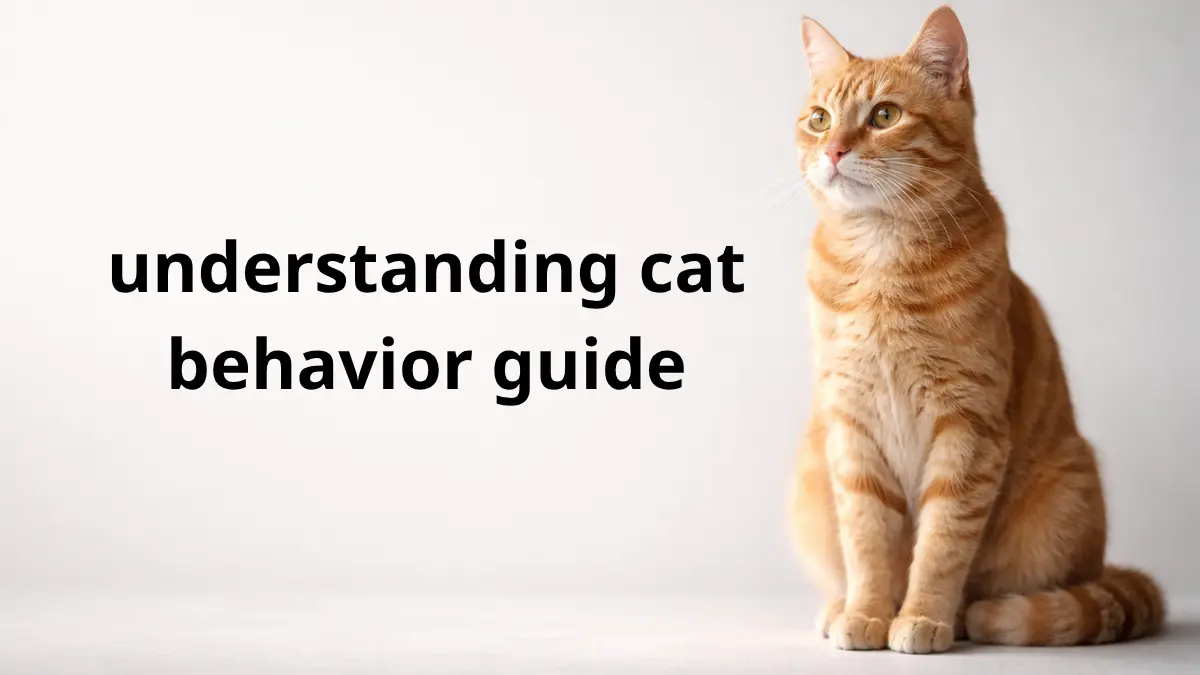 understanding cat behavior guide